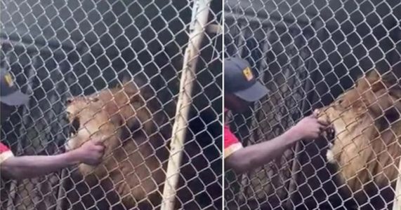 Zookeeper Teases Lion, Animal Bites off His Finger