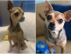Wonder dog unrecognizable after surviving the horror abuse that killed the dog